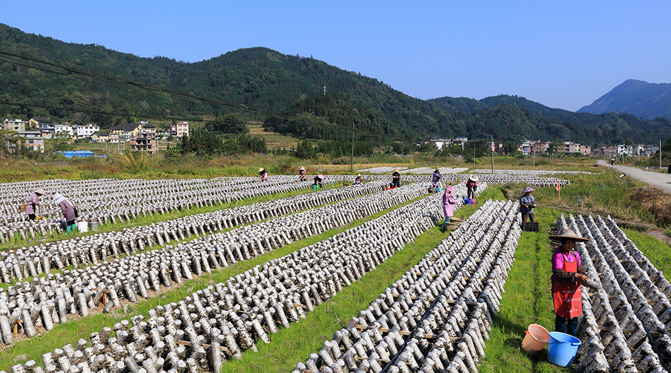 欧美日韩狠狠爱视频a片